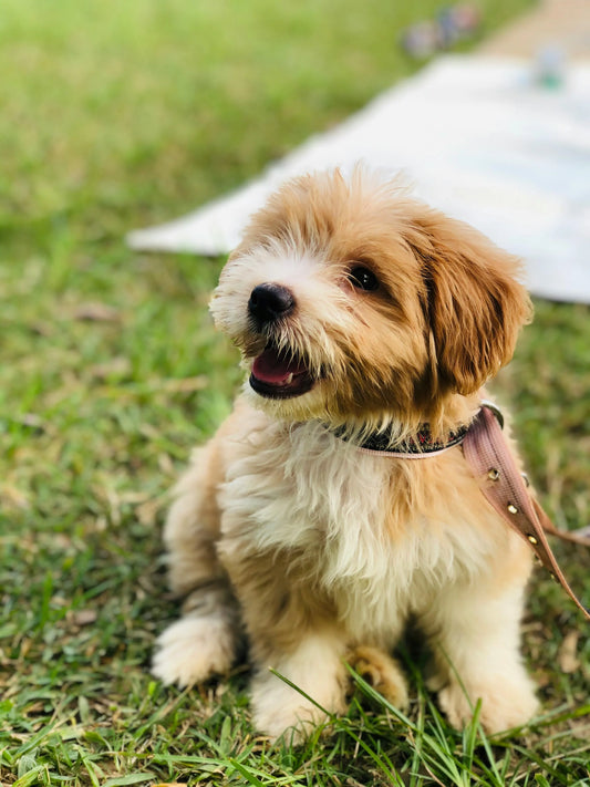 The Art of the Mellow Walk: A Guide to Mindful Outings with Your Dog.