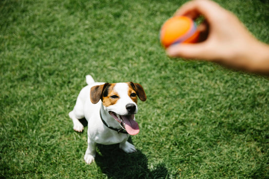 The Power of Play: A Guide to Meaningful Engagement with Your Dog.