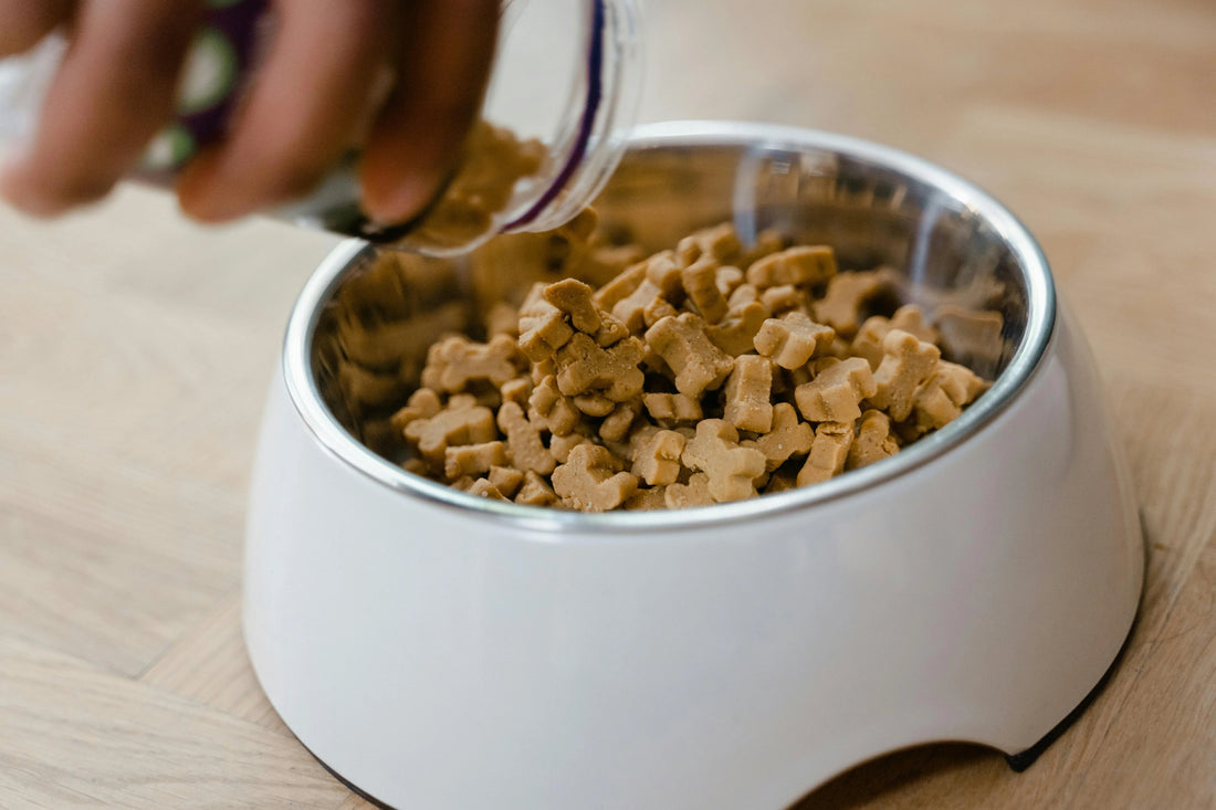More Than a Meal: Elevating Your Dog's Dining Experience.