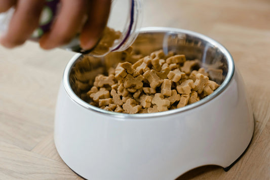 More Than a Meal: Elevating Your Dog's Dining Experience.